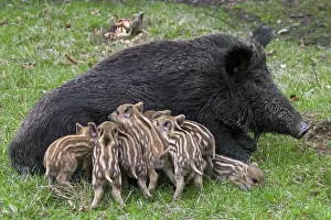 Boar: Wild boar (Sus scrofa) sow suckling piglets in spring