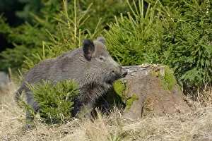 Spessart: Wild boar (Sus scrofa), Spessart, Bavaria, Germany