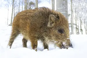 Scrofa: Wild Boar (Sus scrofa) standing in snow looking