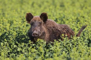 Boar: Wild boar (Sus scrofa) trampling crop by foraging in rapesee