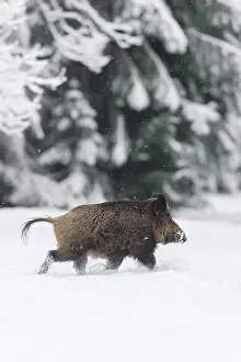 Tusker: Wild boar (Sus scrofa), Tusker, Bavaria, Germany