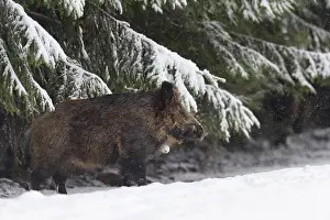 Tusker: Wild boar (Sus scrofa), Tusker, Bavaria, Germany