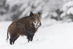 Tusker: Wild boar (Sus scrofa), Tusker, Bavaria, Germany
