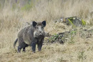Tusker: Wild boar (Sus scrofa), Tusker, Spessart, Bavaria