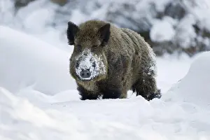 Tusker: Wild boar (Sus scrofa), tusker standing in the snow