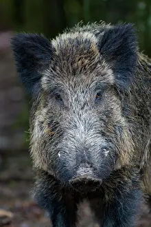 Vulkan: Wild boar (Sus scrofa), Wild boar, portrait, Volcanic