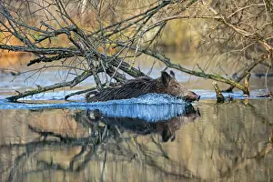 Wild Boar - swimming through water. Rhine Forest