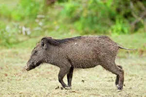 Trotting: Wild Boar - trotting in area of short grass