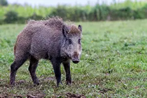 Saone: Wild Boar. Vesoul, Haute Saone, France