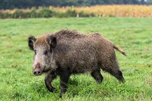 Saone: Wild Boar. Vesoul, Haute Saone, France