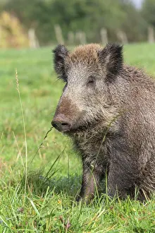 Saone: Wild Boar. Vesoul, Haute Saone, France