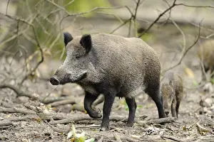 Boar: A wild boar walks through the forest
