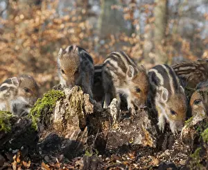 Boar: Wild boar, wild boar (Sus scrofa)