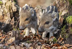 Boar: Wild boar, wild boar (Sus scrofa)