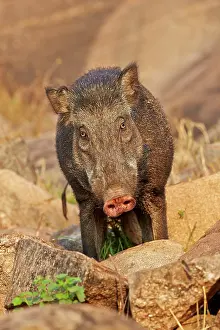 Affinis: Wild Boar / Wild Pig