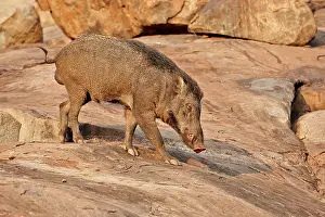 Affinis: Wild Boar / Wild Pig