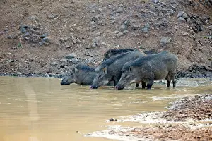 Affinis: Wild Boar / Wild Pig drinking in a waterhole