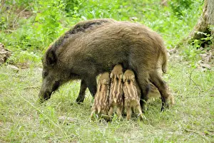 Sows: Wild boar - wild sow nursing young ones
