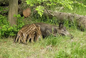Sows: Wild boar - wild sow nursing young ones