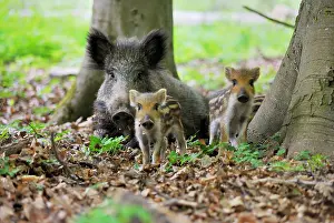 Sows: Wild Boar - wild sow with young ones