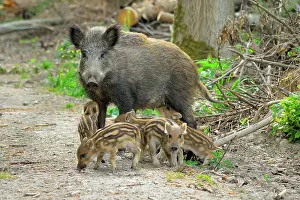 Sows: Wild Boar - wild sow with young ones