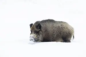Ungulaten: Wild Boar winter