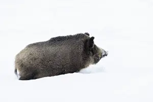 Ungulaten: Wild Boar winter