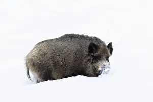 Ungulaten: Wild Boar winter