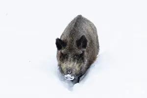 Ungulaten: Wild Boar winter