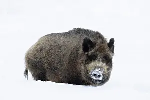 Ungulaten: Wild Boar winter