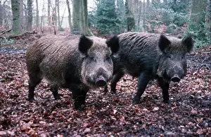 Boars: WILD BOAR - x two