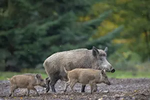 Ungulaten: Wild Boars autumn
