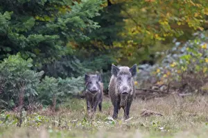 Ungulaten: Wild Boars autumn