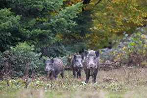 Ungulaten: Wild Boars autumn
