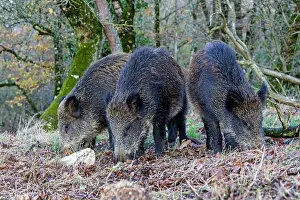 Saone: Wild Boars - feeding. Haute Saone, France