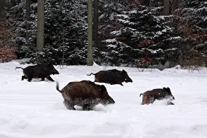 Boars: Wild Boars - fleeing into the woods in winter through