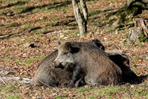 Saone: Wild Boars. Haute Saone, France