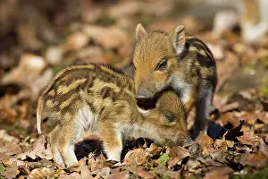 Boars: Wild boars - piglets