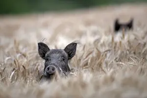 Boar: Two wild boars (Sus scrofa) foraging in wheat field