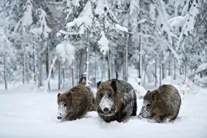 Boars: Wild Boars (Sus scrofa) in a heavily snow-covered
