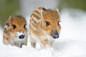 230518: Wild Boars (Sus scrofa), piglets in the snow, captive