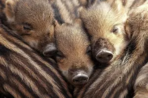 Sleep: Wild boars (Sus scrofa), shoats lying close together