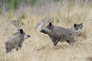Boars: Wild boars (Sus scrofa), Spessart, Bavaria, Germany