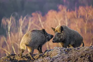 Boar: Two wild boars (Sus scrofa) stand on a frozen mound of earth