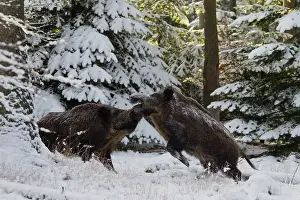 Boars: Wild boars - wild boars, fighting in snow - Germany