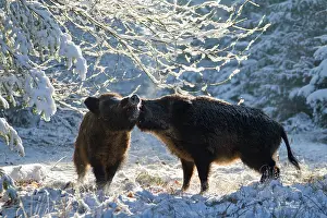 Boars: Wild boars - wild boars, fighting in snow - Germany