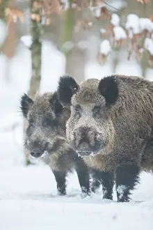 Boar: Wild Boars winter