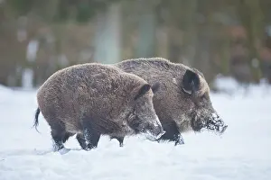 Boar: Wild Boars winter