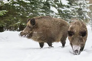 Boar: Wild Boars winter