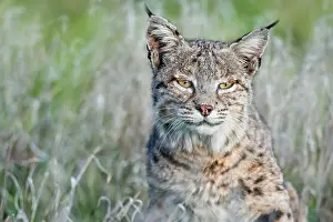 Nort: Wild Bobcat (Lynx rufus) in Central California